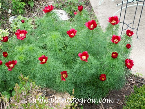 Fern Leaf Peony (Paeonia tenufolia) This image was taken in the afternoon and the flowers are fully open. (mid-May)